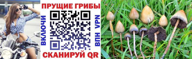 Псилоцибиновые грибы GOLDEN TEACHER  купить   Заречный 